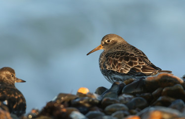 A rare Purple Sandpiper (Calidris maritima) searching for food on the shoreline in the last of the days sunlight in the UK.