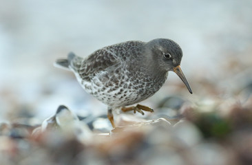A rare Purple Sandpiper (Calidris maritima) searching for food on the shoreline just after the sun has set for the day.