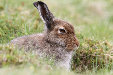 A magnificent Mountain Hare (Lepus timidus) in the highlands of Scotland in its brown summer coat, sheltering in a 'form', which is simply a shallow depression in the ground or heather.