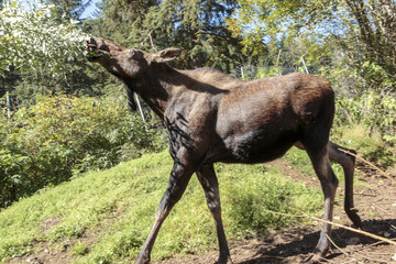 Female moose eating in wood, in Alaska