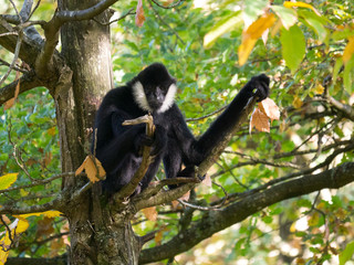 Gibbon