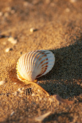Muscheln im Sand