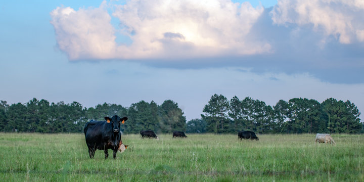 Country pasture banner
