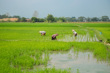 Rice field in Chaing Mai, Thailand.