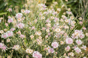 Beautiful flower in the garden.