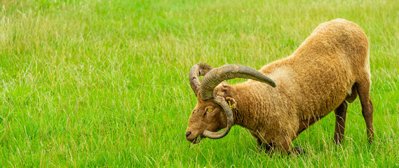 Manx loaghtan sheep