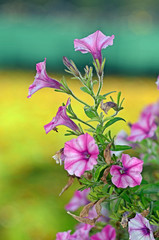 rosa Petunien
