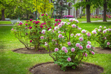 View of beautiful garden with green lawn and blooming tree peonies - Paeonia suffruticosa -  shrubs with colorful white and pink flowers. 