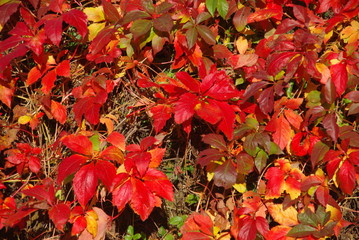 Autumnal Foliage