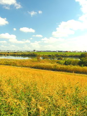 秋の江戸川河川敷風景