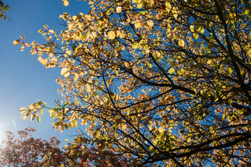Autumn, yellow tree branches, sky background