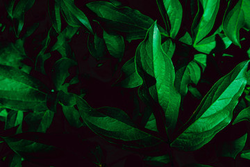 Deep faded green leaves background. Creative layout. Toned image filter. Black and green.