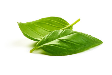 Green Basil Leaves Herb Spice, closeup, isolated on a white background