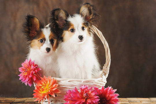 Two puppies papilion in white basket with dahlias on dark brown background. Horizontal.