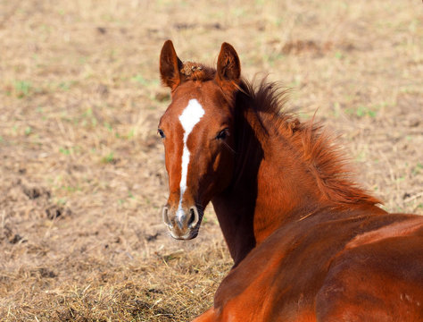 Portrait of a red little foal. Foal lies on hay, colt