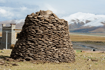 Pile of yak excrement