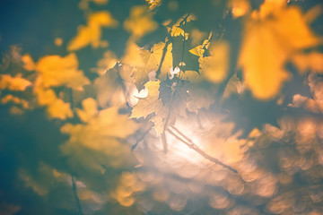 bright autumn background