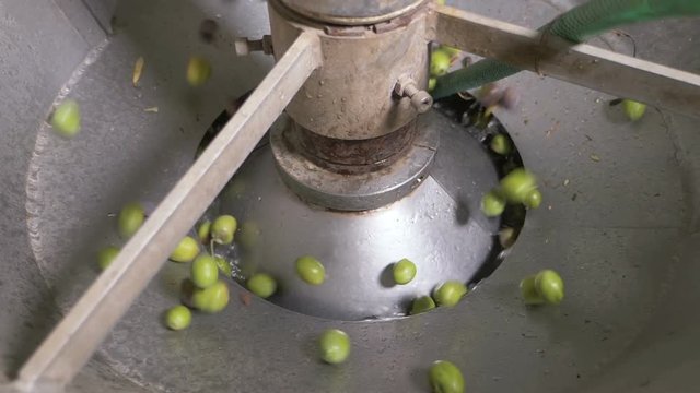 machine washing olives- Olive Oil farm- South of Italy