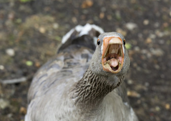 aggressive goose looking at camera
