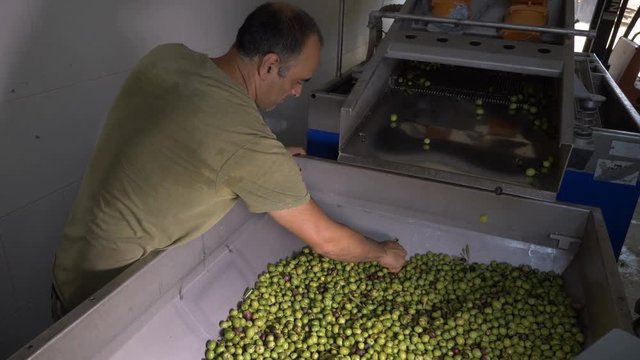 Olive oil production- farmer checking olives- South of Italy