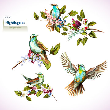 Nightingale on branches with leaves. Set of four birds. Hand drawn, watercolor. All objects are separated and easy to move. Vector - stock