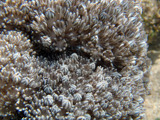 Naklejka na ściany i meble Soft coral close up, Indonesia