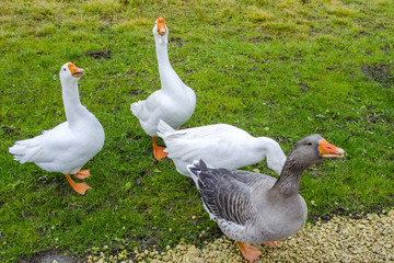 geese on the lawn
