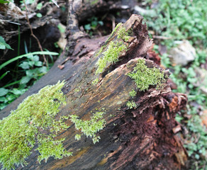 moss on tree