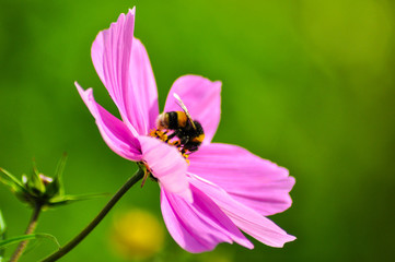 Bees on pink flower