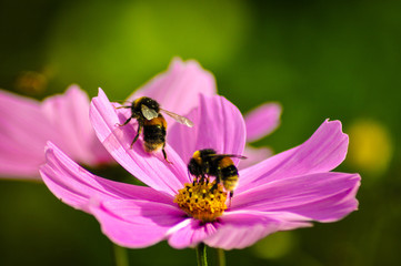 Bees on pink flower