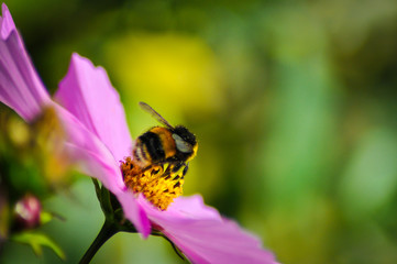 Bees on pink flower
