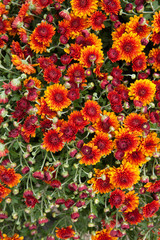 Fresh floral background with vibrant red and orange Chrysanthemum (Hardy Mums) flowers, vivid green foliage and blurred plants .