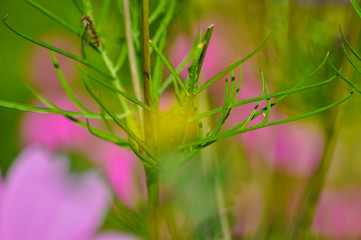 Colorful garden flowers