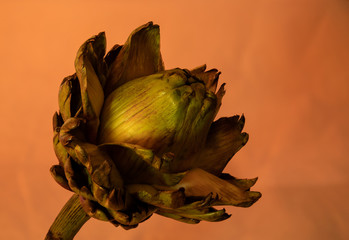 artichoke