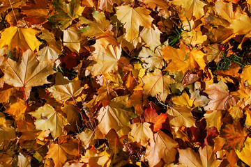 Background from autumn yellow and orange maple beautiful leaves in light of the sun