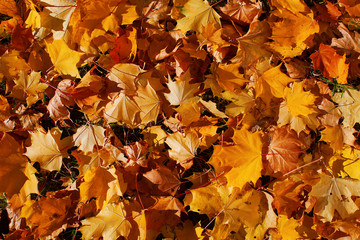 Background from autumn beautiful leaves in bright light of the sun