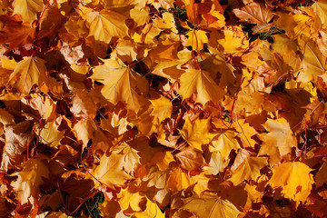 Background from autumn maple beautiful leaves on a green grass in light of the sun