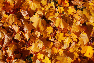 Background from beautiful leaves on a green grass in bright light of the sun