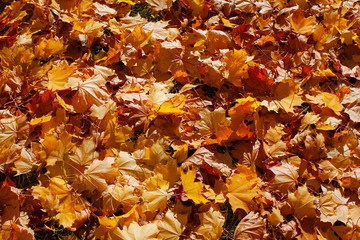 Background from autumn leaves of a maple in bright light of the sun