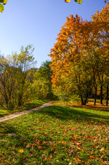 City park in the sunny day in the autumn season