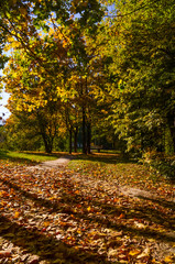 City park in the sunny day in the autumn season