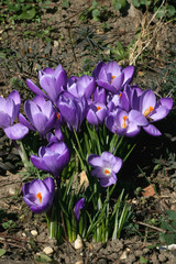 Open purple crocus flowers in the spring sunshine of a garden, Braintree, Essex, England