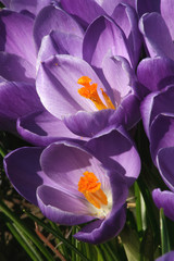 Open purple crocus flowers in the spring sunshine of a garden, Braintree, Essex, England