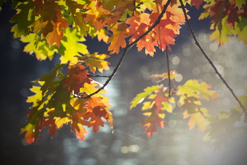 herbstliche Stimmung - Herbst