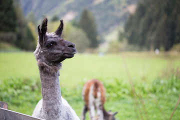Alpakaherde in den Bergen Österreichs