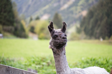 Alpakaherde in den Bergen Österreichs © Julia Hermann