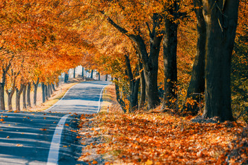beautiful trees on alley in autumn