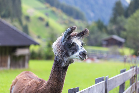 Alpakaherde in den Bergen &Ouml;sterreichs