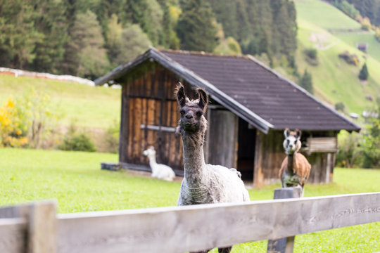 Alpakaherde in den Bergen &Ouml;sterreichs