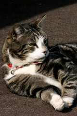 Portrait of black, grey and white tabby cat with red collar and bell